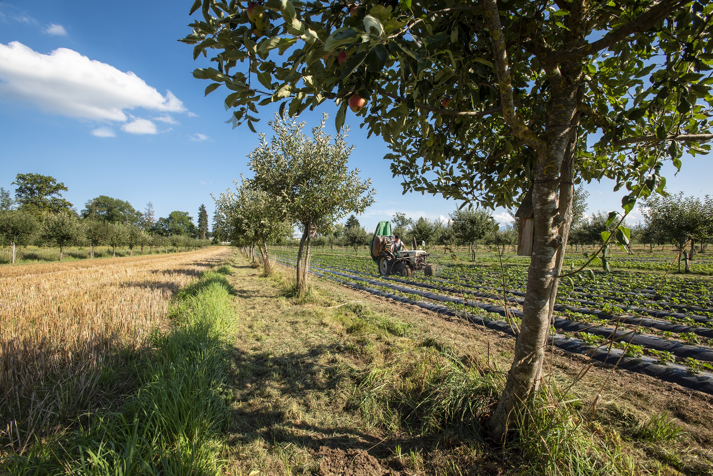 Climate protection thanks to agroforestry | EURAF