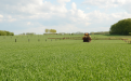 Fertilising a young winter wheat agroforestry plot in Belgium - mixture of walnut and wild service trees planted at 29 x 8 m