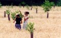 Young walnut trees in wheat (Hérault, France)