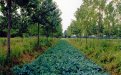 Potato cultivation in a poplar plot which has been planted at a density used in poplar plantations