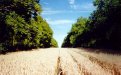 Triticale in a plot of twenty four year old walnut trees