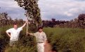 An asparagus-poplar mixture obtained by planting in an established asparagus bed