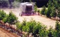 The harvest of a plot of five year old hybrid walnut trees planted at 13 x 4 m