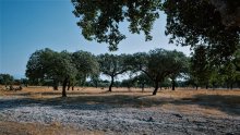Dehesa landscapes like in Extremadura (Spain) are considered one of the best-known examples of Mediterranean agroforestry systems. Photo: Lukas Flinzberger